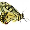 Бабочка 37