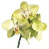 Орхидея 3