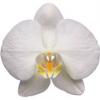 Орхидея 4