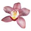 Орхидея 6