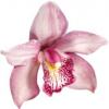 Орхидея 8